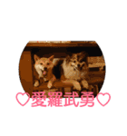 POMERANIANS TUNA（個別スタンプ：19）