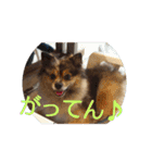 POMERANIANS TUNA（個別スタンプ：20）