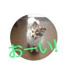 POMERANIANS TUNA（個別スタンプ：22）