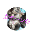 POMERANIANS TUNA（個別スタンプ：24）