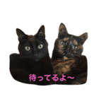 うちのやつら。ねこ。（個別スタンプ：8）