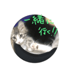 ブルー の日常  3ヶ月～5ヶ月（個別スタンプ：13）