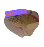 haichan（個別スタンプ：1）