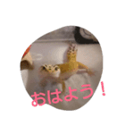 haichan（個別スタンプ：2）