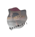 haichan（個別スタンプ：4）
