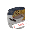 haichan（個別スタンプ：5）