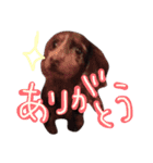 ハムたんスタンプ1（個別スタンプ：5）