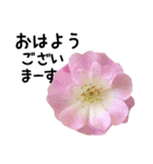 バラの花と敬語メッセージ2（個別スタンプ：8）