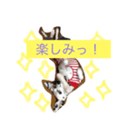 ダルメシアン、マーレのスタンプ（個別スタンプ：4）