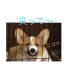 うちのコギさんジャック1（個別スタンプ：14）
