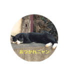 まい ニャンコ（個別スタンプ：2）