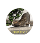 まい ニャンコ（個別スタンプ：3）