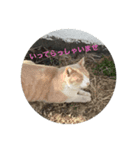 まい ニャンコ（個別スタンプ：6）