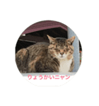 まい ニャンコ（個別スタンプ：7）