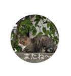 まい ニャンコ（個別スタンプ：8）