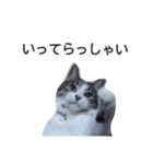 猫とお話し モフ2話（個別スタンプ：1）