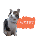 猫とお話し モフ2話（個別スタンプ：2）