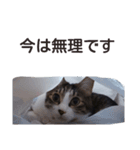 猫とお話し モフ2話（個別スタンプ：25）