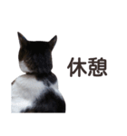 猫とお話し モフ2話（個別スタンプ：36）