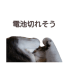 猫とお話し モフ2話（個別スタンプ：39）