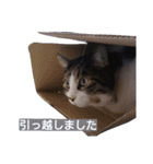 猫とお話し モフ2話（個別スタンプ：40）