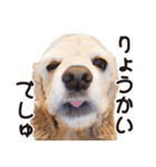アメコカTiaraのスタンプ（個別スタンプ：3）