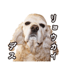 アメコカTiaraのスタンプ（個別スタンプ：4）