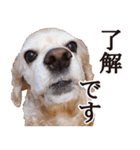 アメコカTiaraのスタンプ（個別スタンプ：7）
