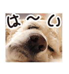アメコカTiaraのスタンプ（個別スタンプ：10）