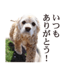 アメコカTiaraのスタンプ（個別スタンプ：11）