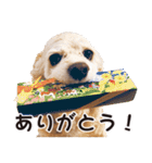 アメコカTiaraのスタンプ（個別スタンプ：22）