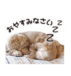 アメコカTiaraのスタンプ（個別スタンプ：23）