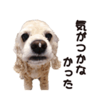 アメコカTiaraのスタンプ（個別スタンプ：26）