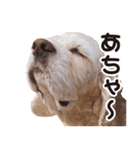 アメコカTiaraのスタンプ（個別スタンプ：32）