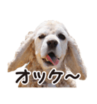 アメコカTiaraのスタンプ（個別スタンプ：35）