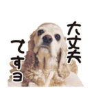 アメコカTiaraのスタンプ（個別スタンプ：38）