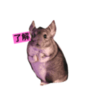 Chinchilla BON（個別スタンプ：1）