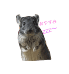 Chinchilla BON（個別スタンプ：2）