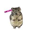 Chinchilla BON（個別スタンプ：3）