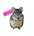 Chinchilla BON（個別スタンプ：4）