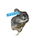 Chinchilla BON（個別スタンプ：5）