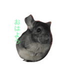 Chinchilla BON（個別スタンプ：6）