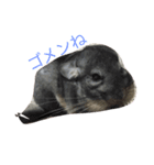 Chinchilla BON（個別スタンプ：7）