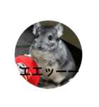 Chinchilla BON（個別スタンプ：8）