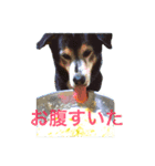 黒犬のスタンプ（個別スタンプ：6）