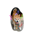 SHIBAKENCHACHAMARU2（個別スタンプ：1）