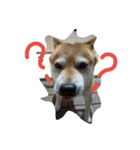 SHIBAKENCHACHAMARU2（個別スタンプ：2）
