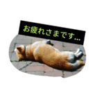 SHIBAKENCHACHAMARU2（個別スタンプ：3）