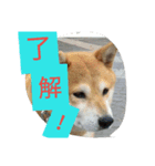 SHIBAKENCHACHAMARU2（個別スタンプ：4）