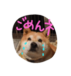 SHIBAKENCHACHAMARU2（個別スタンプ：5）